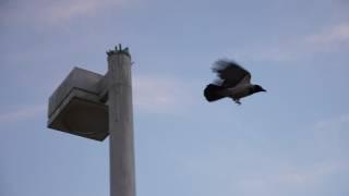 A flying raven silhouette in the sky