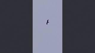 Сокол, беркут, орёл, сапсан, кречет, ястреб. Какой-то хищник в небе. Довольно таки крупный. 