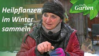 Mit der Kräuterfrau unterwegs: Heilpflanzen im Winter ernten | MDR Garten