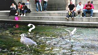 Cheonggyecheon Stream~ Heron, egret  Fish hunting show | 4K