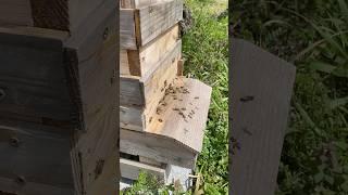 Japanese honeybees working in the beautiful countryside of Japan#shorts