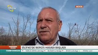 Silifke  De Nergis Hasadı Başladı - haberiniz Olsun