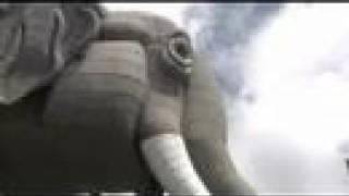 NJN Documentary Our Vanishing Past - Lucy the Elephant