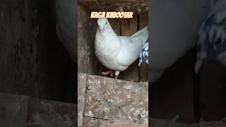 kagji kabootar #viral #pigeonpigeon #pigeon #bazi #viralvideo #highflyer