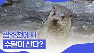 멸종위기종 '수달' 광주천에 정말 살고 있을까? ㅣ핑거이슈