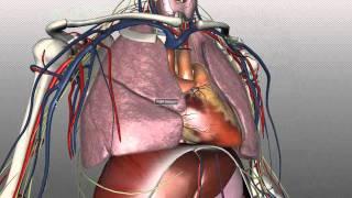 Mediastinum - Anatomy Tutorial