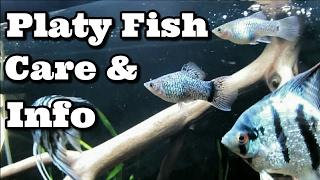 Platy Fish Care and Information