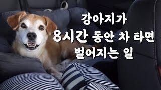 배보다 배꼽이 더 큰 밀양&부산 여행ㅣ누렁아 미안해