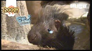 산 미치광이 부부가 갓 태어난 자기 새끼를 모른척 한 이유 ㅣ The Reason Why A Porcupine Couple Ignores Their Baby Is..