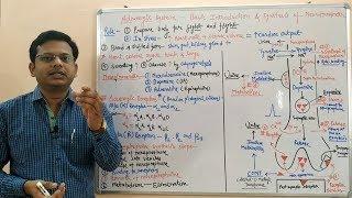 Adrenergic System (Part 01) = Basic Introduction and Synthesis of Norepinephrine | Noradrenaline