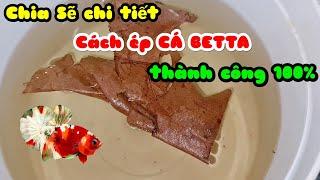 Chia sẽ chi tiết cách ÉP CÁ BETTA thành công 100% Betta fish Spawn |THANH HẢI BETTA|