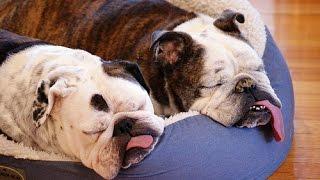 Top 15 English BullDog Funny Videos Ever -  Funny BullDog Compilation