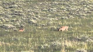 Logan Double -  Coyote Hunting in Montana - Montana Doggers