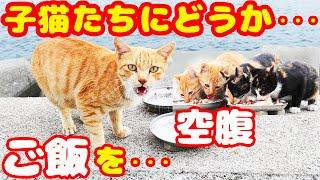 ガリガリの母猫と子猫たちにご飯をあげるとすごい勢いで・・・