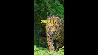 美洲豹追擊中美貘#野生動物零距離 #解說版動物世界 #內容啟發搜索