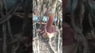 curing onions for harvest #satisfying #shorts  #onion