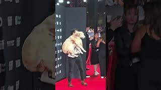 Puppy on Red Carpet at TIFF #media #TIFF #social #Thealtheashow # #puppytales #movies #redcarpets