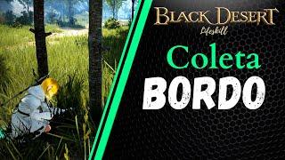 [BDO Lifeskill] Coleta: Bordo (Maple rotation)