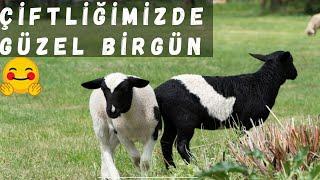 DUNYASAL ÇİFTLİĞİMİZDE GÜZEL BİR GÜN (DUNYASAL)