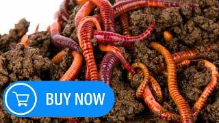 Where To Buy PURE Red Wigglers For Composting