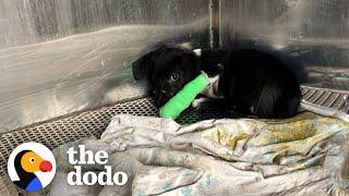 Puppy Who Went Through The Worst Gets The Best Life Ever | The Dodo