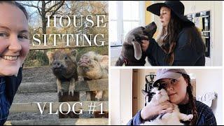 I’m Back! | House Sitting Vlog #1 | Shelly Coco