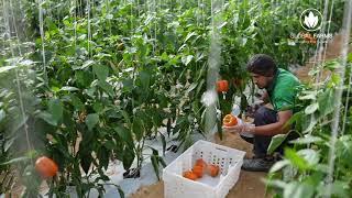 Global Farms - Vegetables Farms, Abu Dhabi