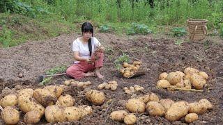 【二米炊烟】Potato. 用30天集齊土豆的全部吃法，土豆粉，彩色蝦片，土豆泥，土豆燒排骨