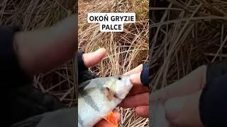 GŁODNY OKOŃ GRYZIE PALCE #spinning #fishing #wędkarstwo #ryby #okonie