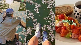 Jeju's spring with cherry blossoms, some recipes - banana pancake / avocado with egg mayo