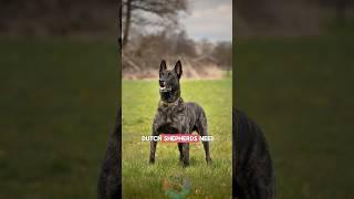 How much exercise do Dutch Shepherds need? #shorts #dogs #pets #belgianmalinois #dutchshepherd