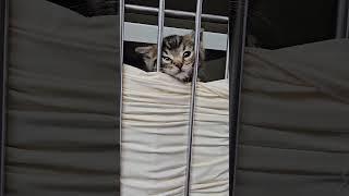 The barrier is so their heads don't get stuck between the bars - necessary for small kittens!