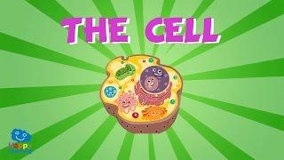 The Cell | Educational Video for Kids