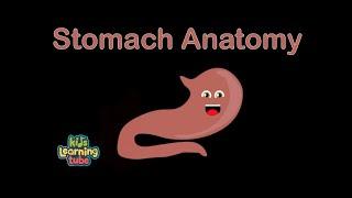 The Stomach Anatomy Song