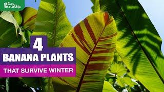 THE HARDIEST banana plants you can grow