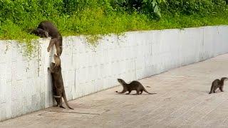 Incredible Teamwork Allows Otters to Scale Fence