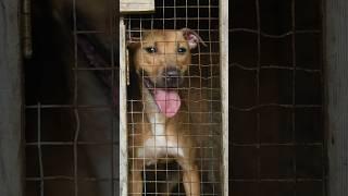 HSUS rescues 14 dogs from alleged dogfighting