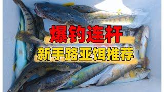 万能路亚饵，几乎所有鱼都会咬，钓鱼新手快速开启爆钓连杆模式 #澳洲钓鱼#路亚钓鱼