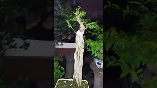 Mai chiếu thủy lá trung phong cách Lĩnh Nam