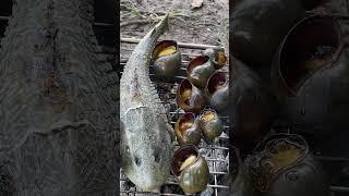 Ốc bưu đen nướng tiêu xanh #shorts #mientay #vietnamese