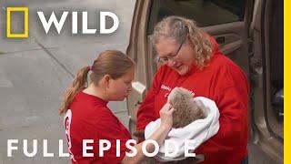 Rescuing Wild Animals: Alaska Animal Rescue (Full Episode Compilation)