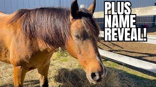 We Have A HUGE Update On Our New Horse & WOW I’m Shocked