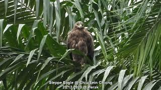 Steppe Eagle @ Chiu S C 366910