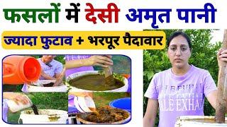 अधिक पैदावार के लिए फसलों में अमृत पानी | easy and fast amrit pani organic fertilizer preparation