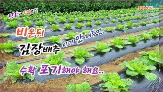 비 온 다음 김장배추 이것 안 해주면 수확 포기해야..If you don't do this after the rain, I have to give up the harvest..