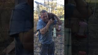 UNCLE THINKS CHICKEN IS PARROT!!!