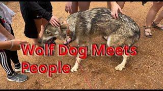 Friendly Wolfdogs Meet & Interact WIth People On A Crowded Colorado Trail Great Moments W Your Pets