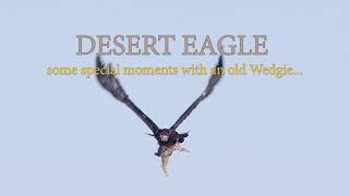 Desert Eagle - Filming an old Wedge Tailed Eagle in the Australian desert.