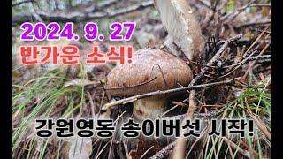 2024년 9월 27(금요일)첫 송이버섯 개시!!!