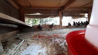 quail farm  in chitwan | Battai chara बट्टाई चरा | chicken farming in village | Gitanagar Birds farm